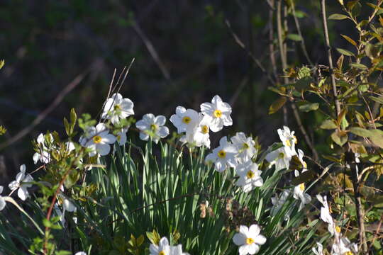 Image of Pheasant's-eye narcissus