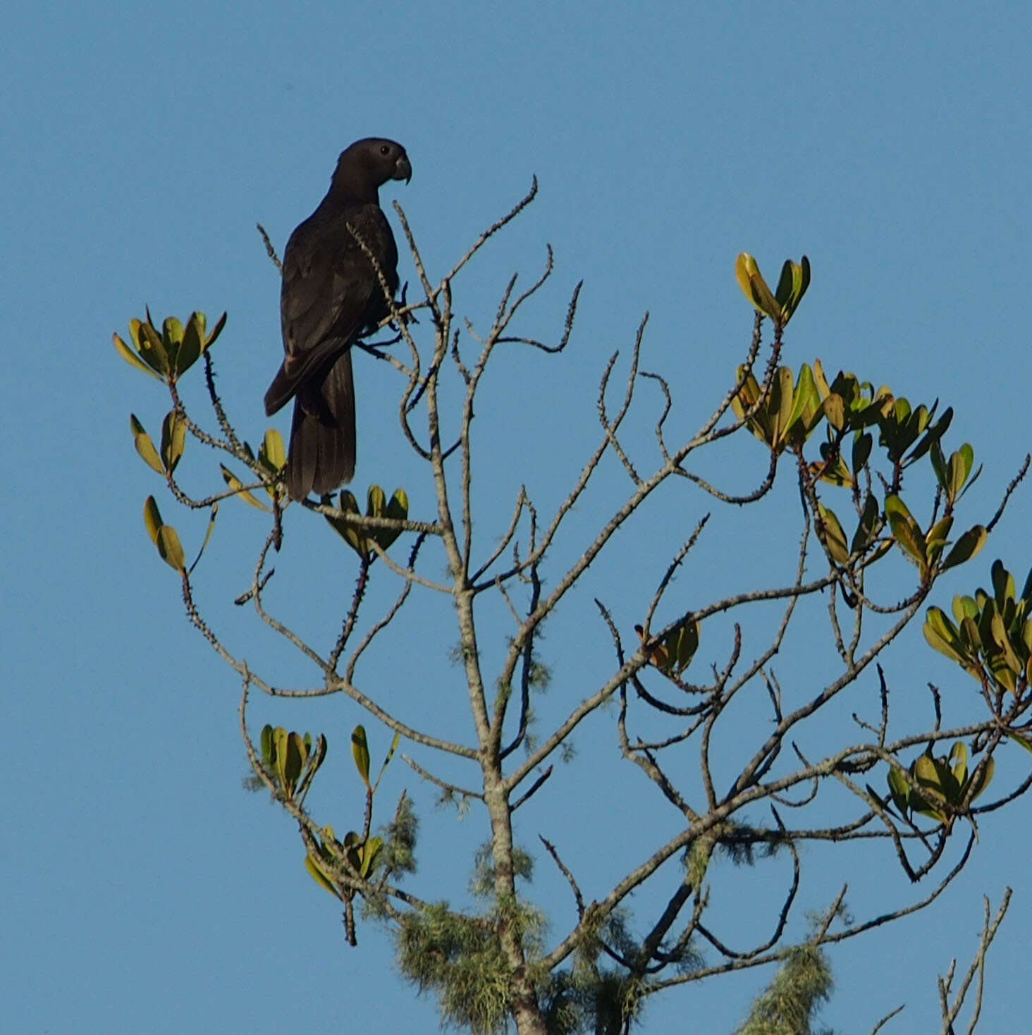 Image de Perroquet noir