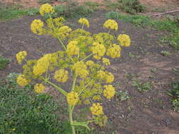 صورة Ferula lancerottensis Parl. ex Hartung