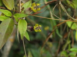 Image of Ceropegia candelabrum subsp. candelabrum