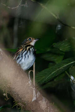 Image of Spectacled Antpitta