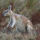 Image of Northern Nail-tail Wallaby