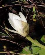 Image de Nymphaea violacea Lehm.