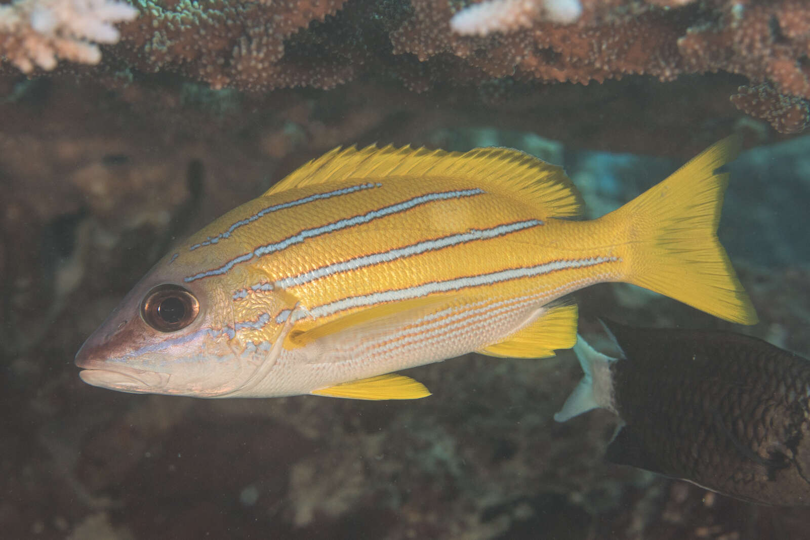 Image of Bluestripe snapper