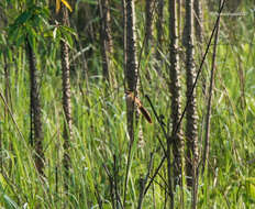 Image of Slender-billed Babbler