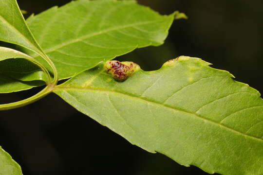 Image of Jumping plant lice