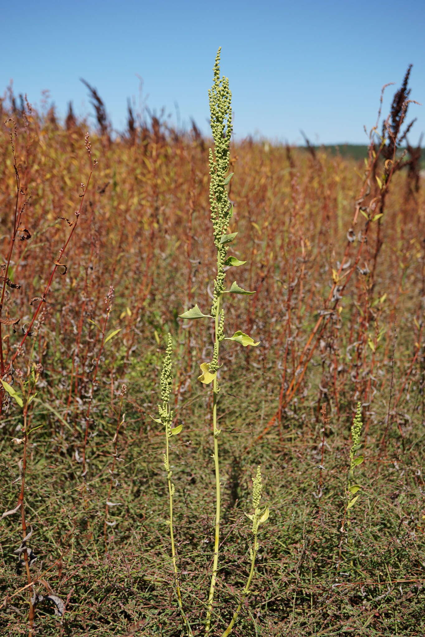 Слика од Oxybasis urbica (L.) S. Fuentes, Uotila & Borsch