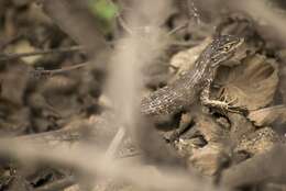 Image of Modest Whorltail Iguana