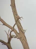 Image of Biddulph's Ground Jay