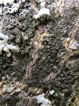 Image of Shadow-crust lichens