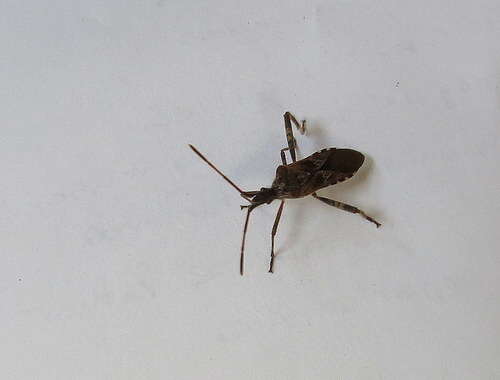 Image of Pine Seed Bug