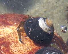 Image of blueband hermit crab