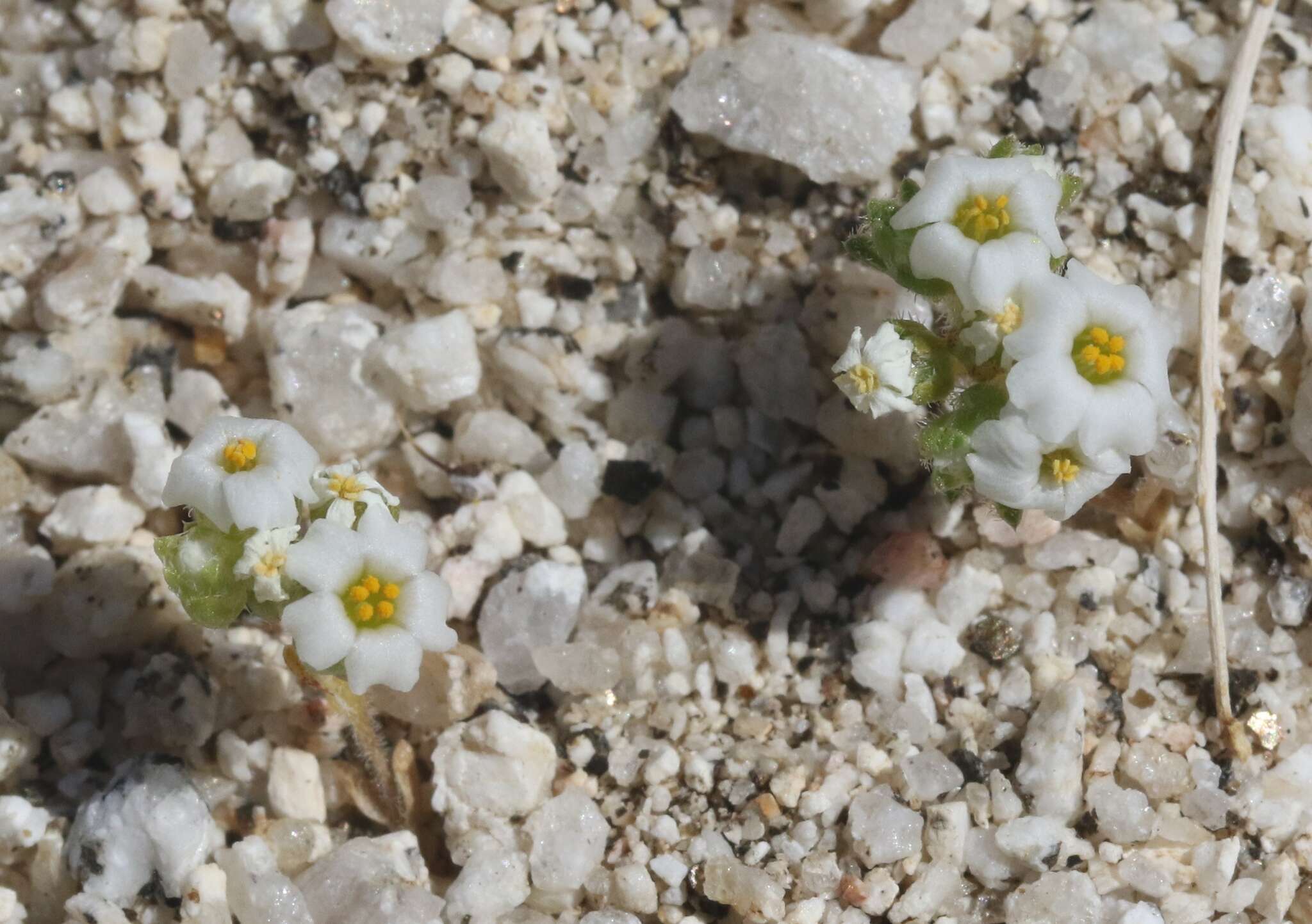 Image of San Bernardino Mountain gilia