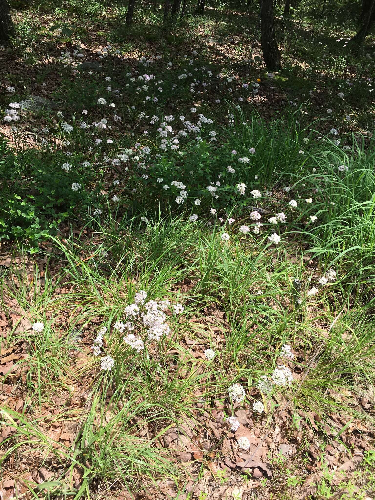 Image of meadow garlic