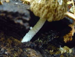 Image of Bolbitius muscicola (G. Stev.) Watling 1981