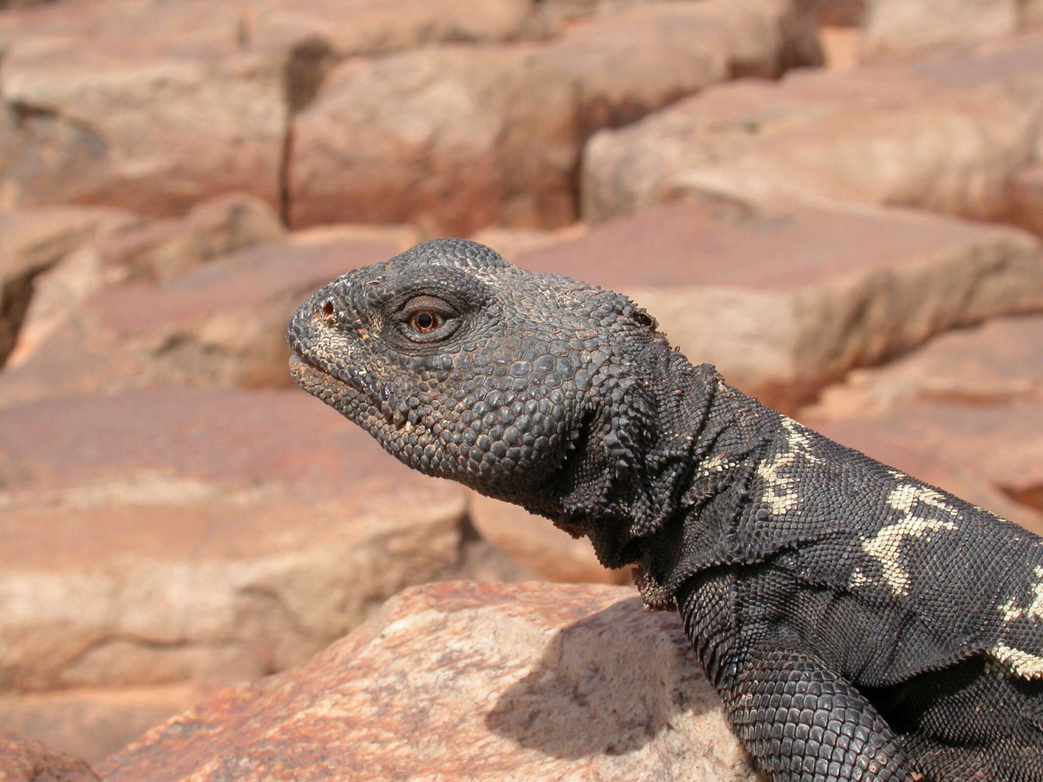 Image of Uromastyx dispar flavifasciata Mertens 1962