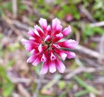 Image of Aztec Clover