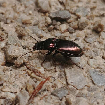 Image of Pterostichus (Cheporus) burmeisteri Heer 1837