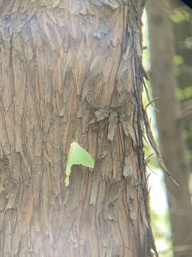 Image of Actias ningpoana Felder & C. 1862