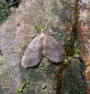 Image of winter moth