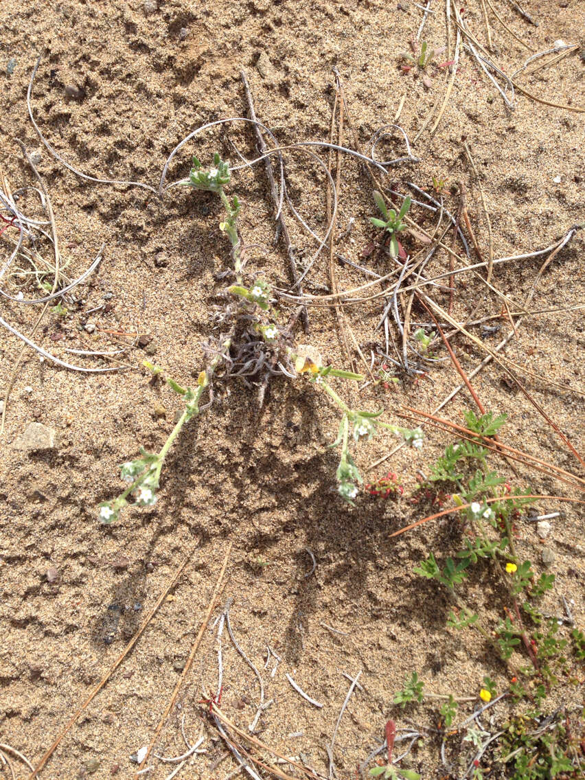 Слика од Cryptantha leiocarpa (Fisch. & C. A. Mey.) Greene