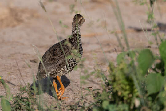 Image of Heuglin's Spurfowl