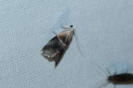 Image of Walnut Shoot Moth