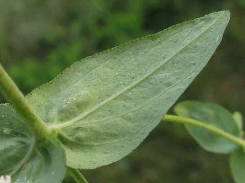 Image of false spotted St. Johnswort