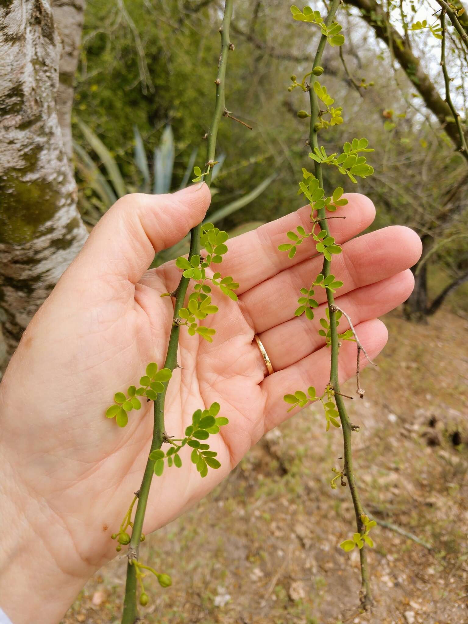 Image of Texas paloverde