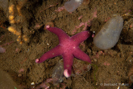 Image of Bloody Henry starfish