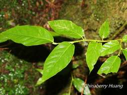 Image of Lyonia ovalifolia (Wall.) Drude