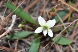 Image of bog white violet