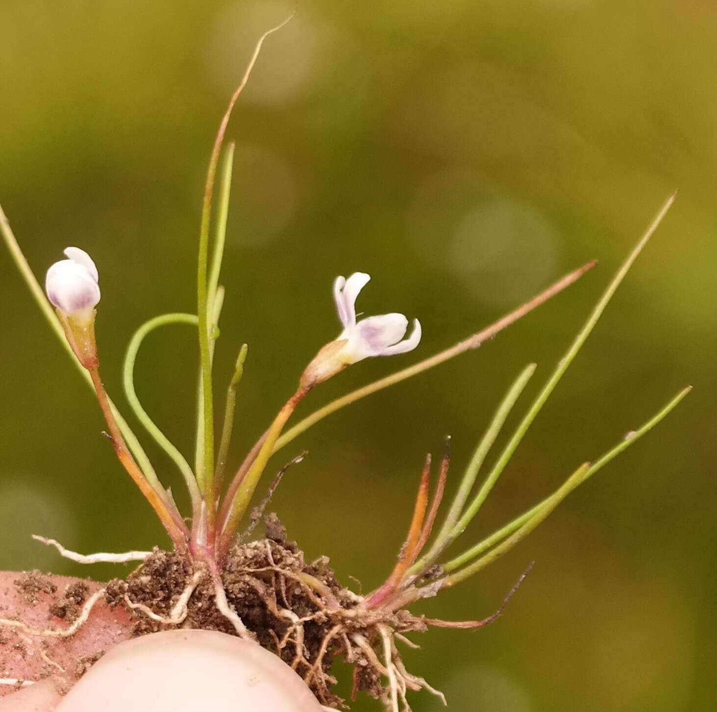 صورة Limosella longiflora Kuntze