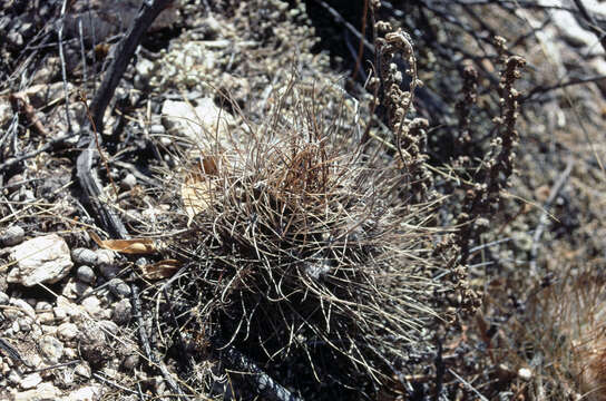 صورة Echinopsis haematantha (Speg.) D. R. Hunt