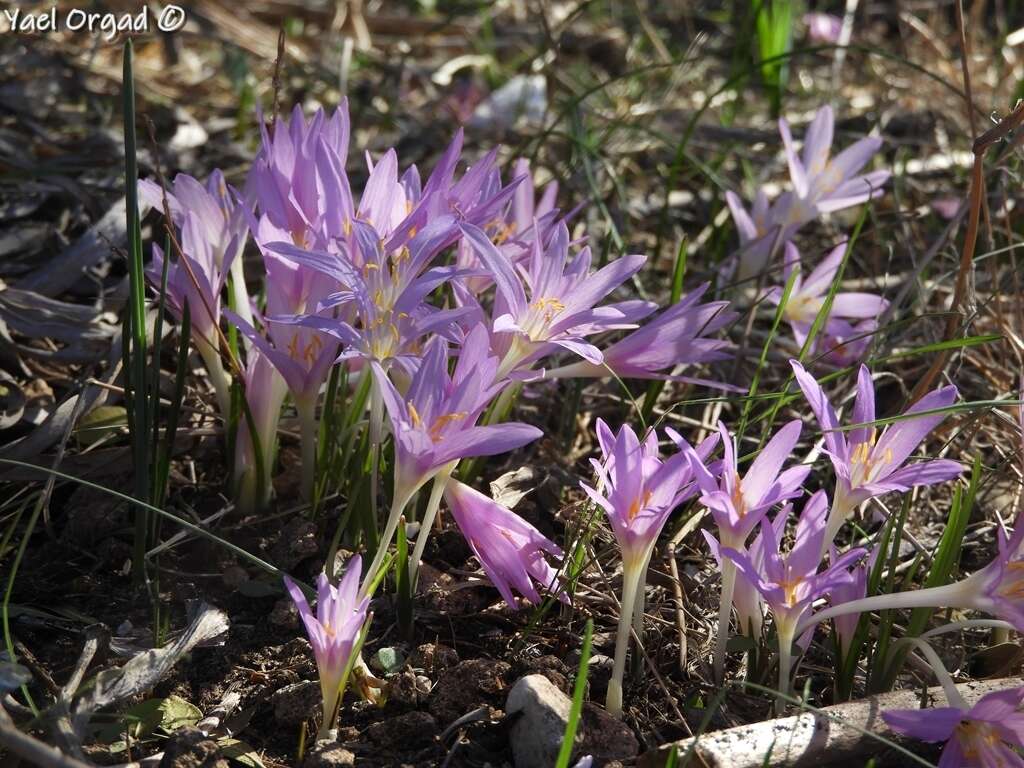 Image of Colchicum stevenii Kunth