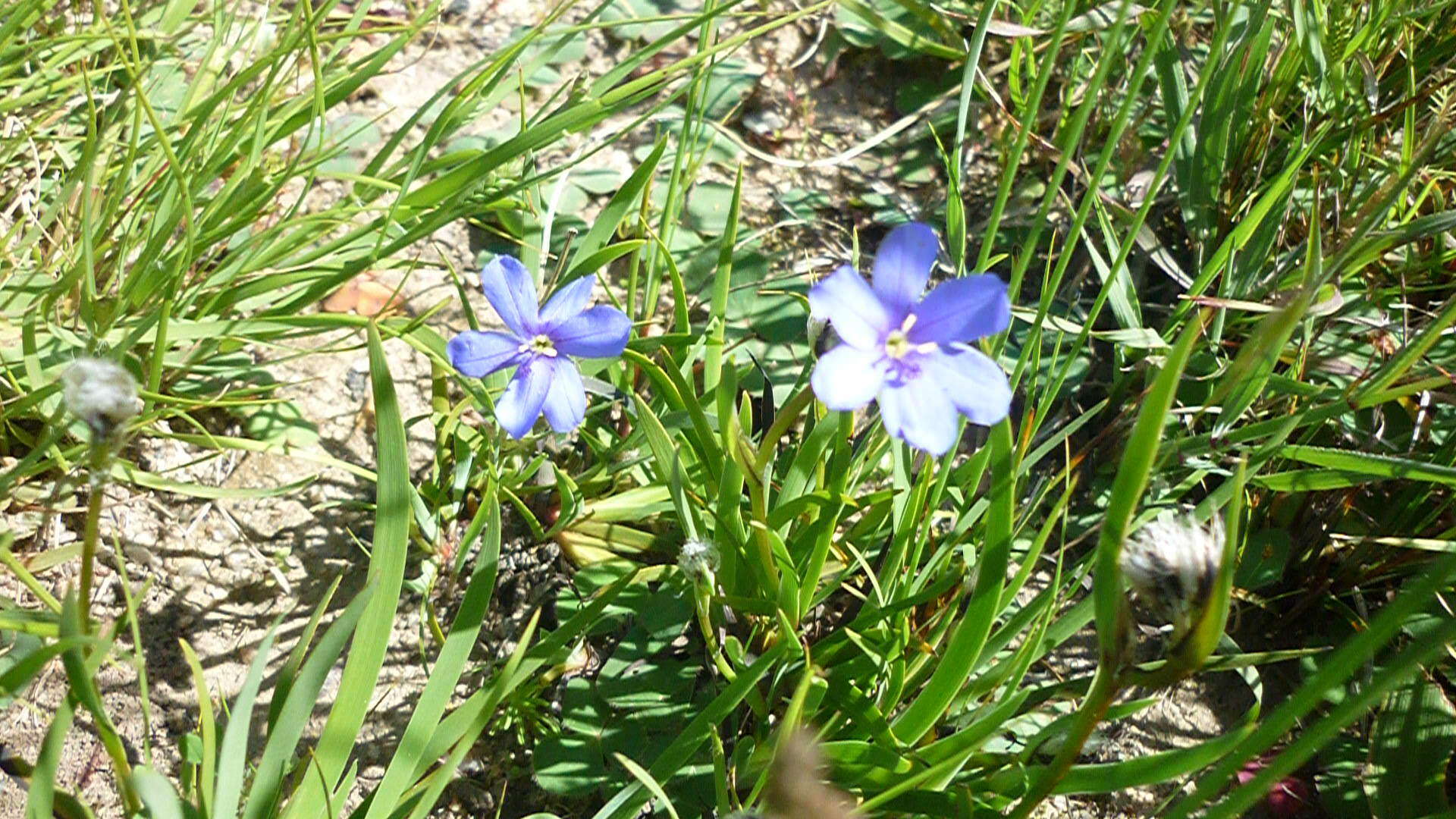 Image of Aristea africana (L.) Hoffmanns.