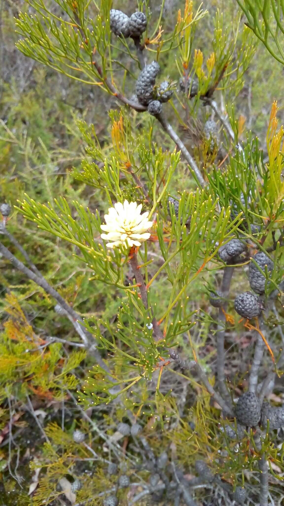 Imagem de Petrophile pulchella (Schrader & Wendl.) R. Br.