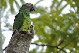 Image of Dusky-headed Parakeet