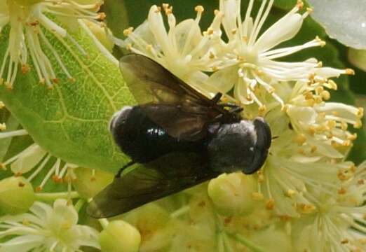 صورة Dasyrhamphis ater (Rossi 1790)