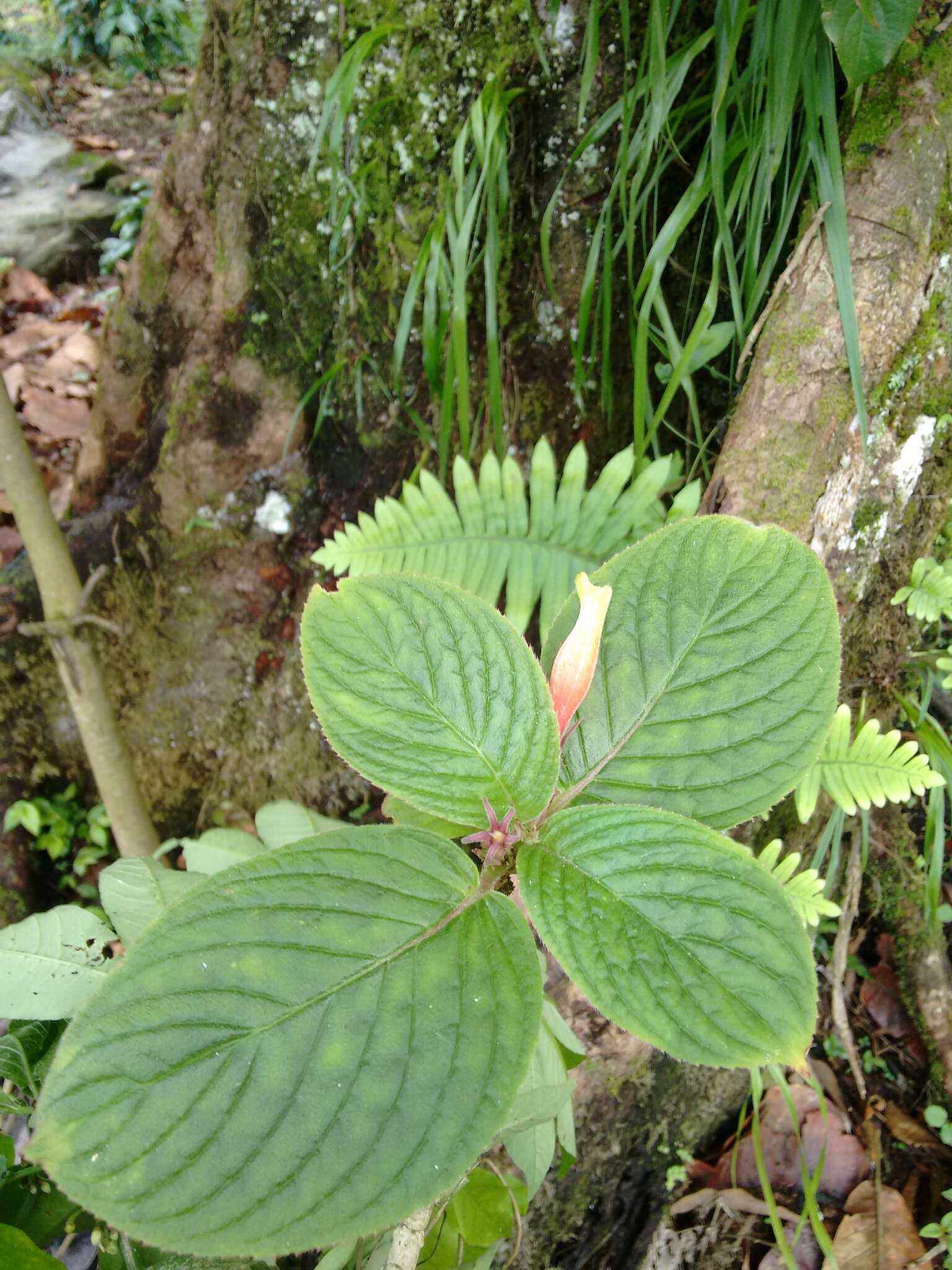 Image of Columnea nervosa (Klotzsch ex Oerst.) Hanst.