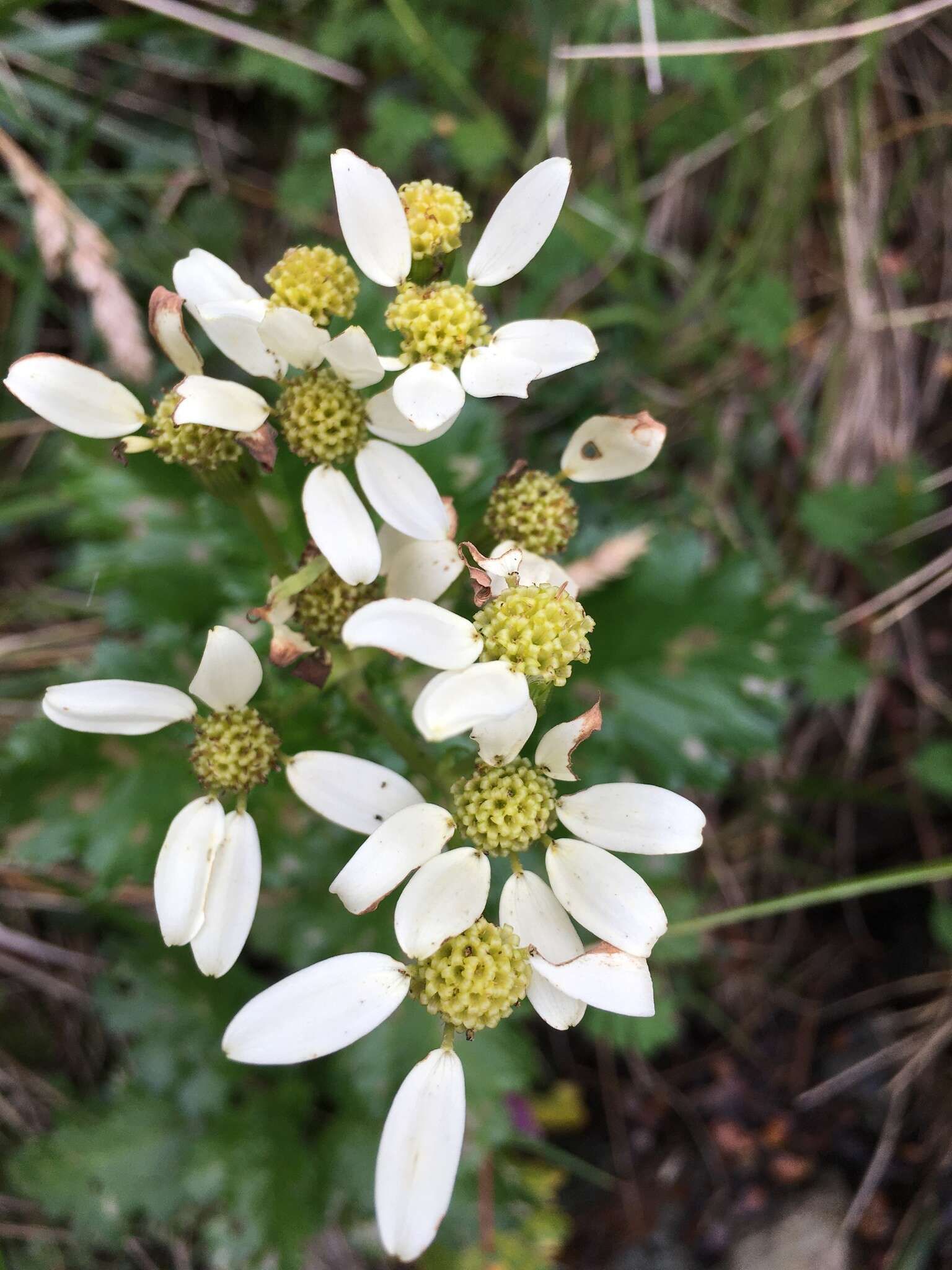 Image of Iocenes acanthifolius subsp. virens (Phil.) B. Nord.