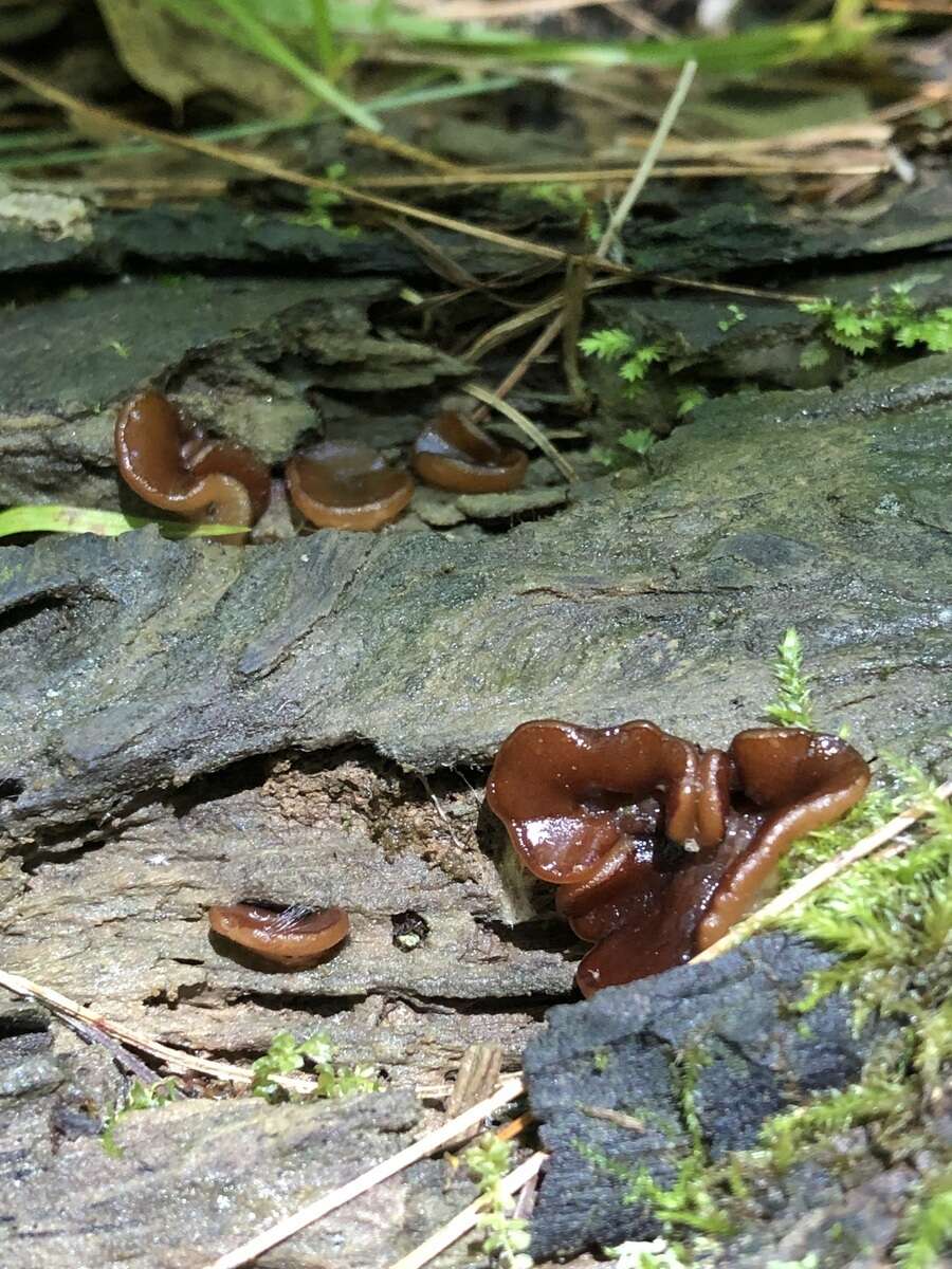 Pachyella clypeata (Sacc.) Le Gal 1953的圖片