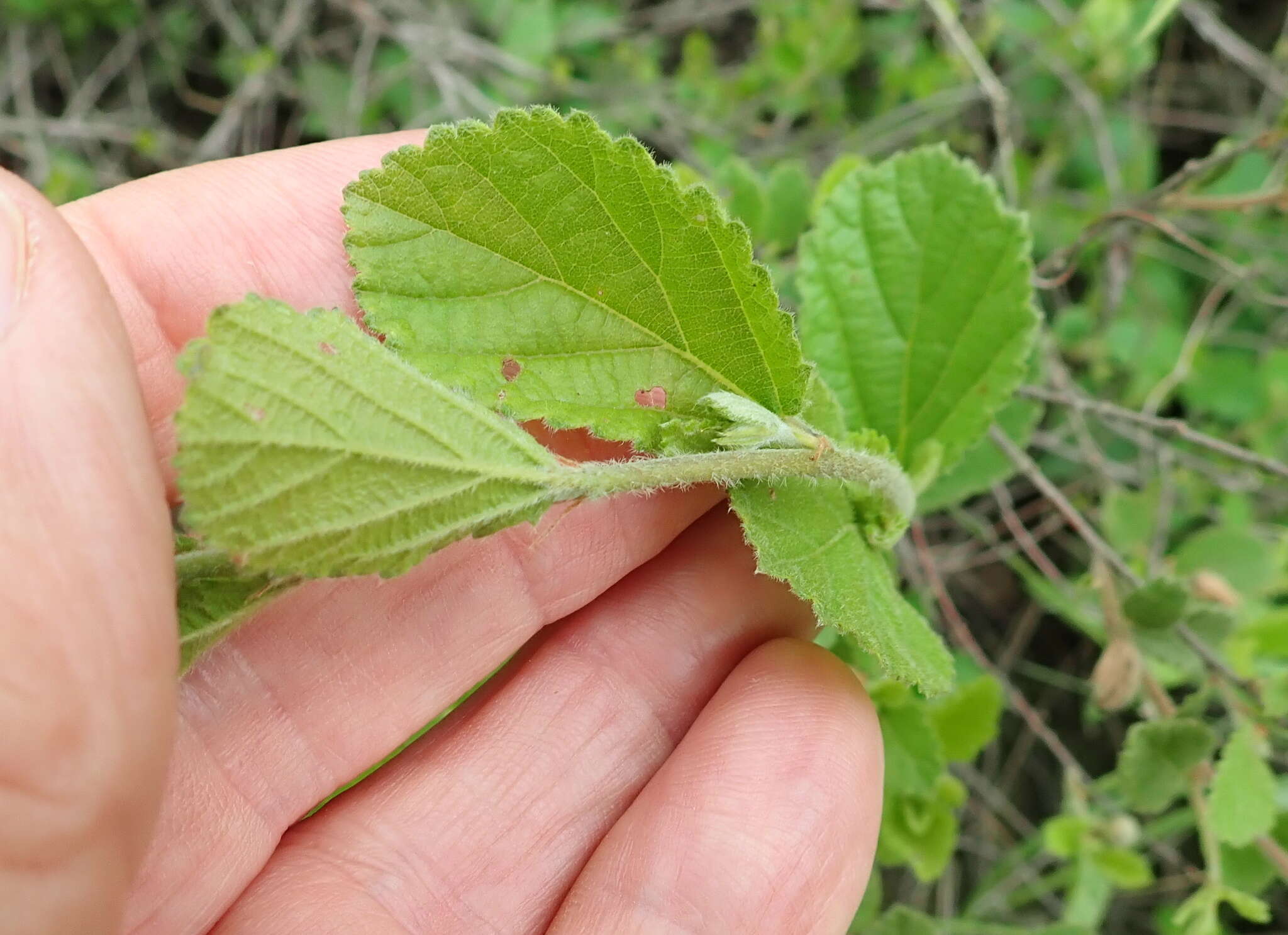 Image de Grewia hispida Harv.