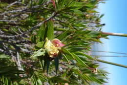 صورة Cliffortia lanceolata Weim.