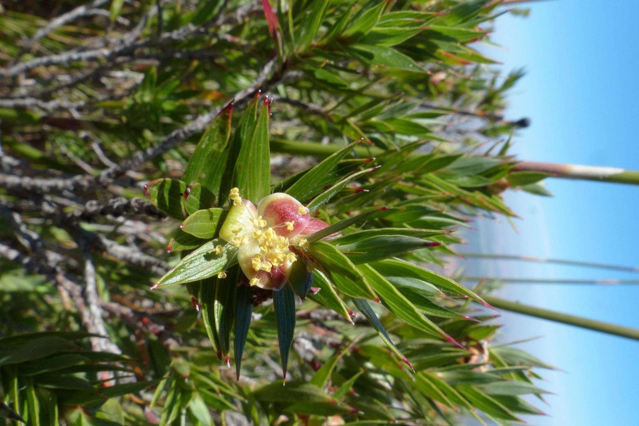 Image of Cliffortia lanceolata Weim.