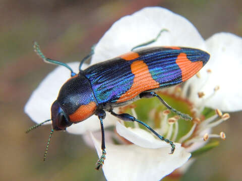 Image of Castiarina grata (Saunders 1869)