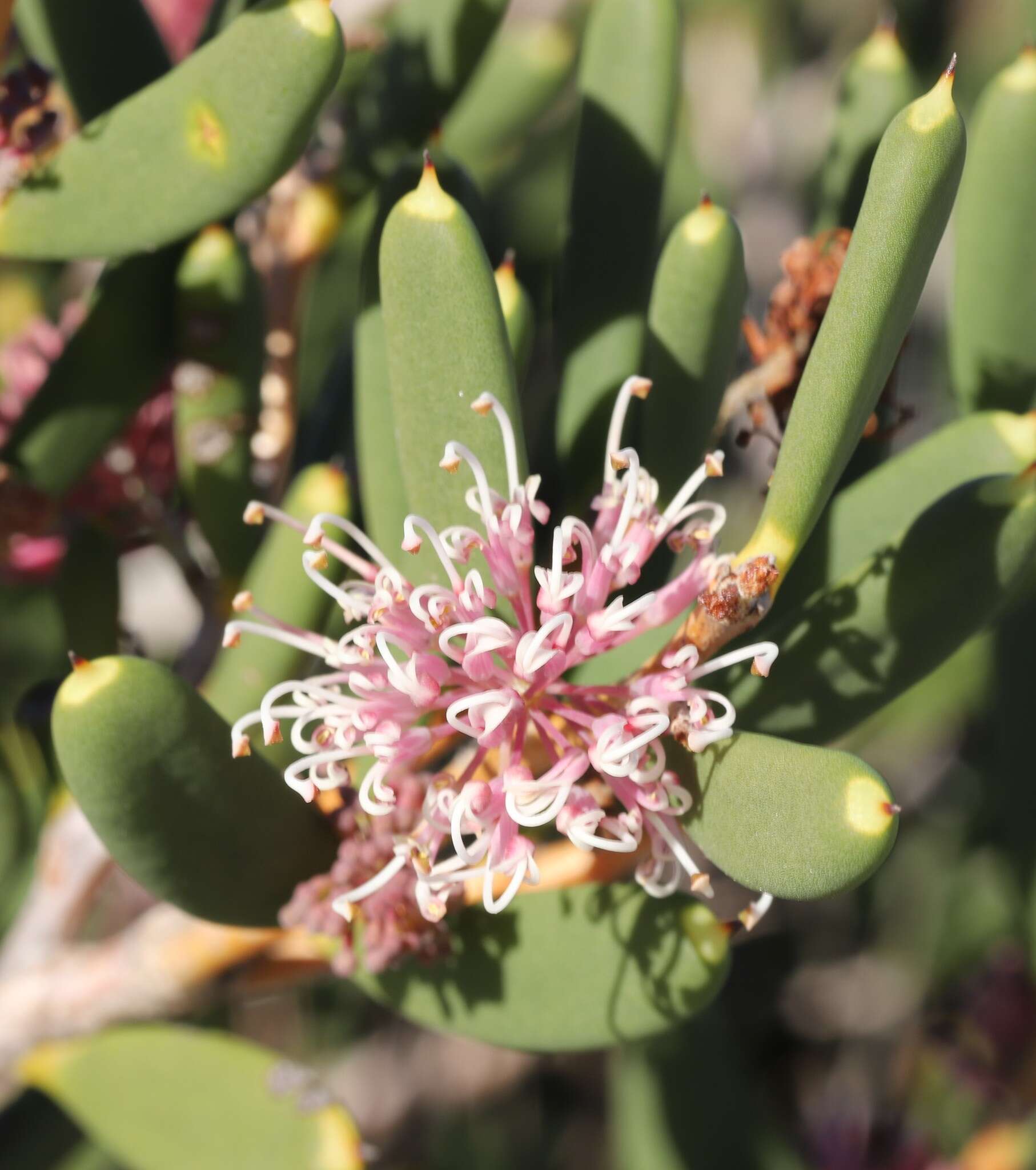 Image of Hakea clavata Labill.