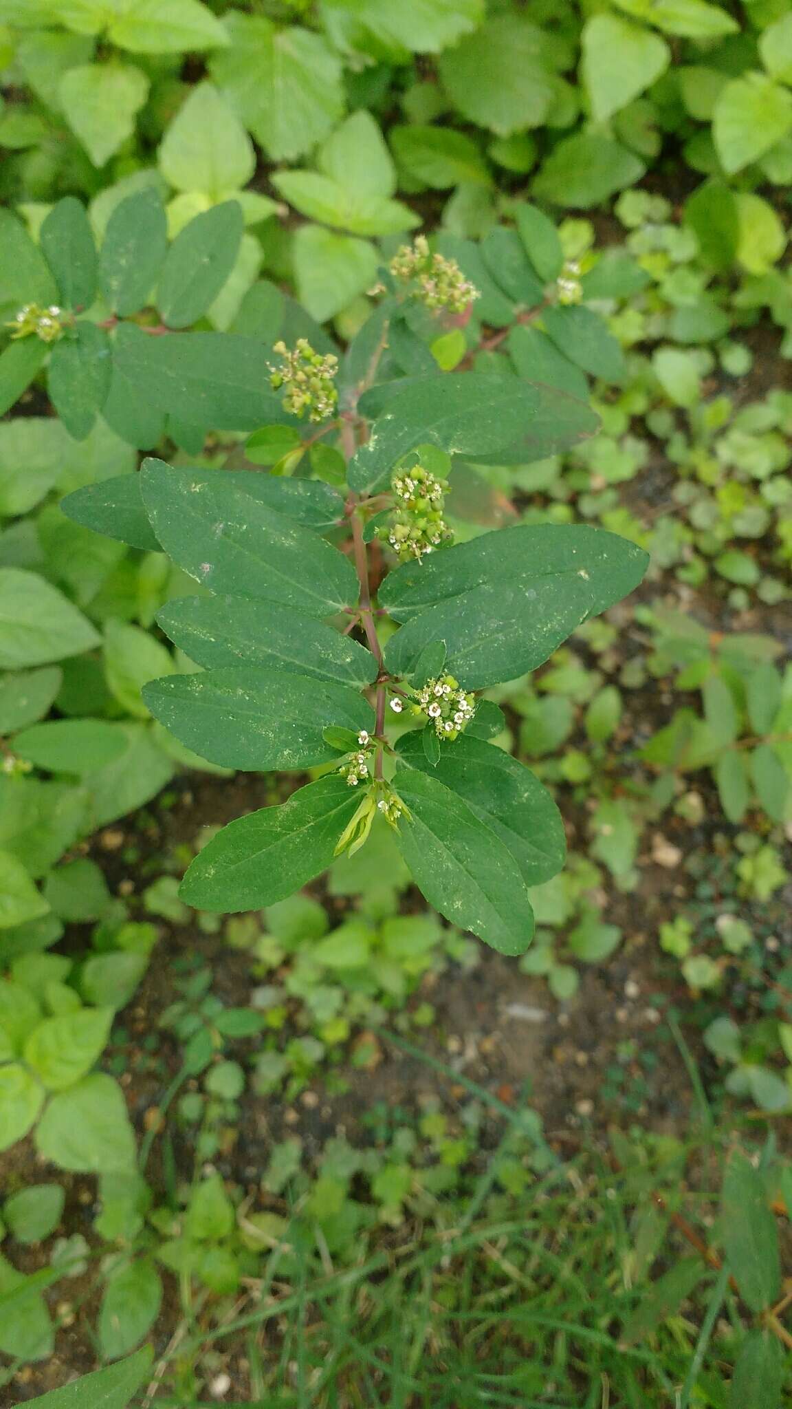 Слика од Euphorbia hypericifolia L.