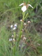 Moraea brevistyla (Goldblatt) Goldblatt resmi