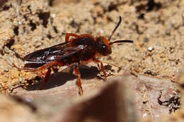 Image de Nomada agrestis Fabricius 1787